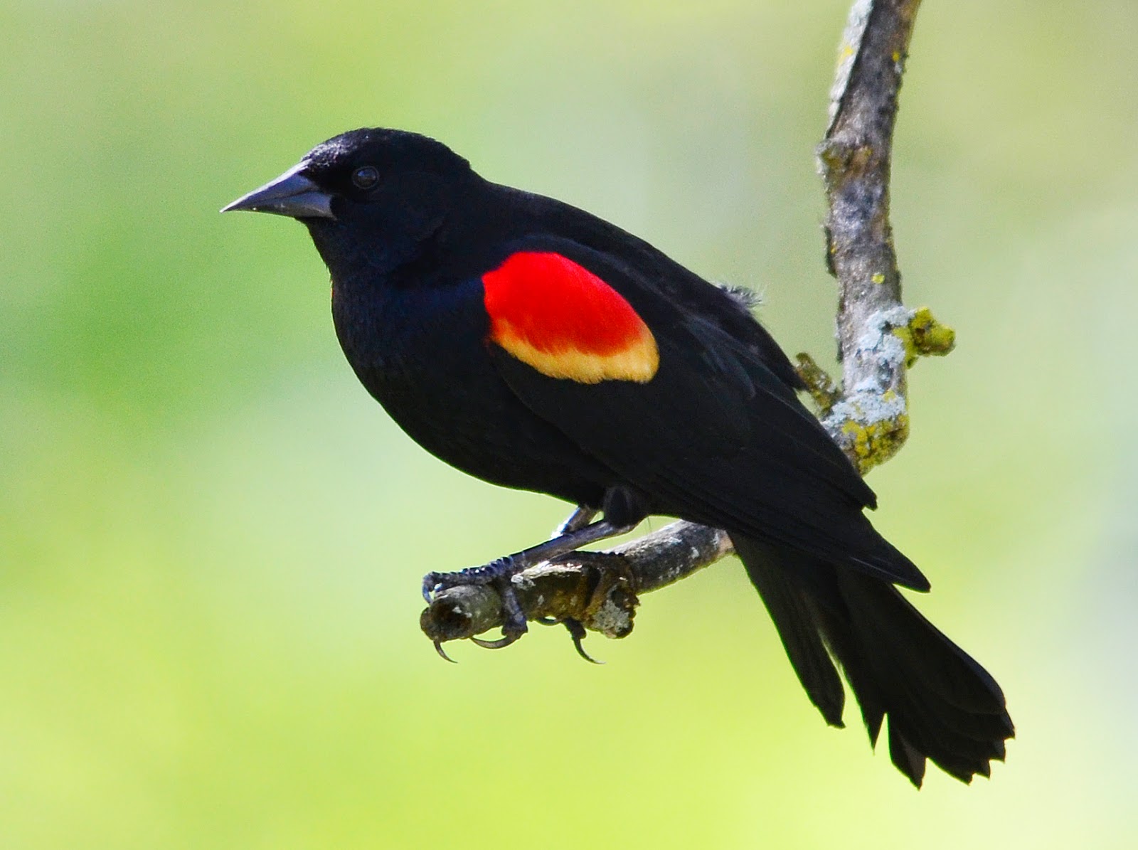 Red-Winged-Blackbird.--3858493028.jpg