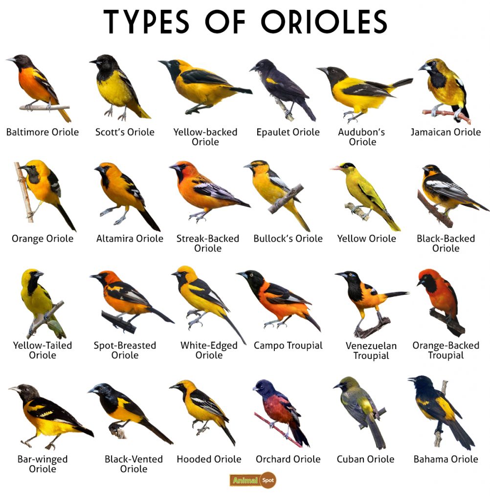 Types-of-Orioles-1002x1024-1519036202.jpg