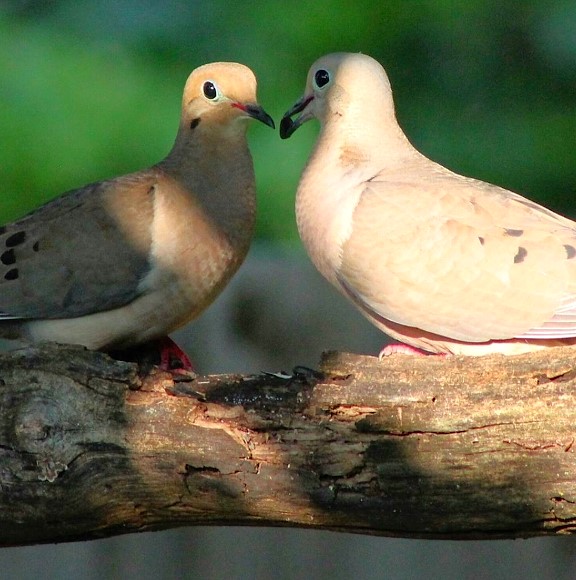 Mourning Dove.jpeg