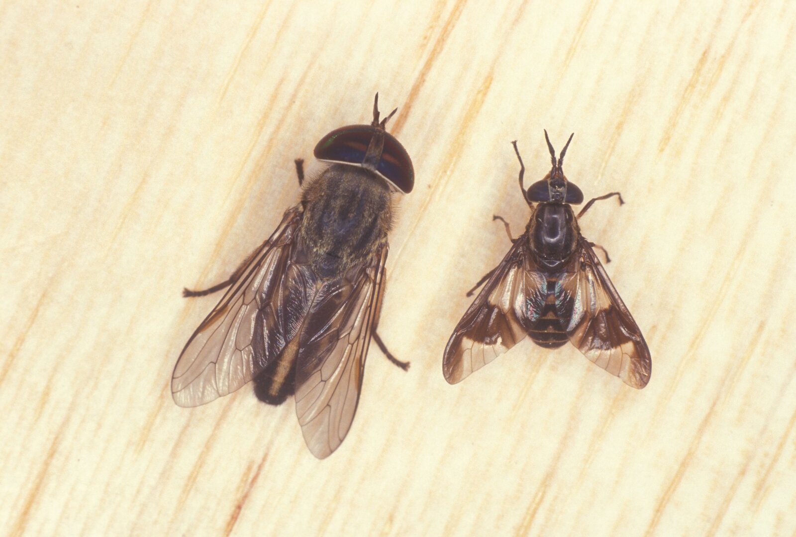 Horse-and-Deer-Fly2-Castner.jpg