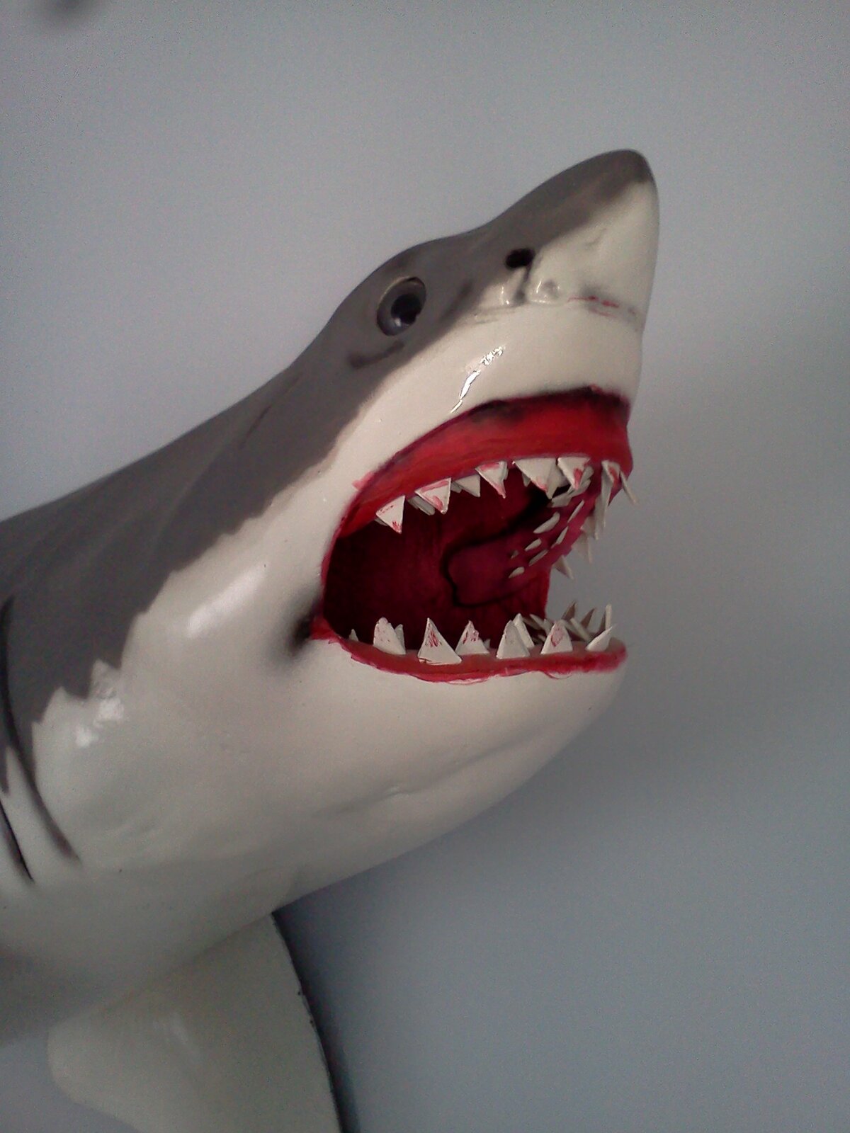 My great white closeup.jpg