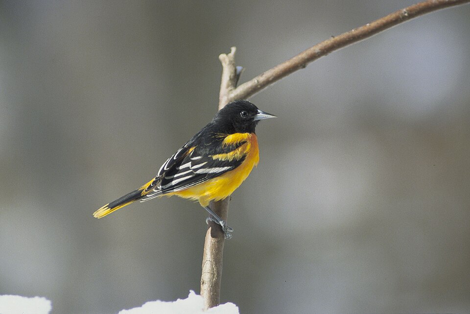 960px-Baltimore_Oriole.jpg