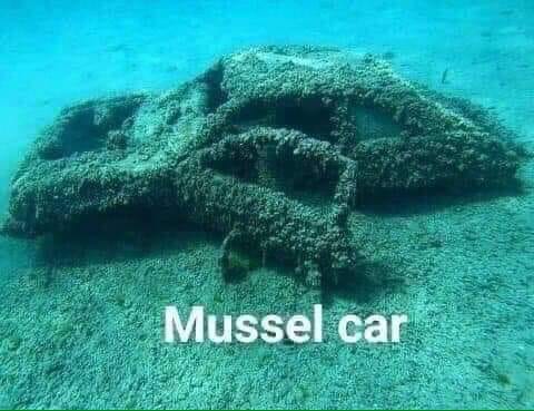 mussel car.jpg