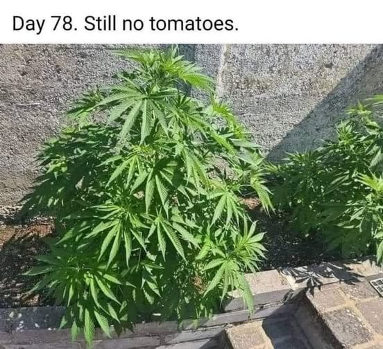 Still No Tomatoes.jpg