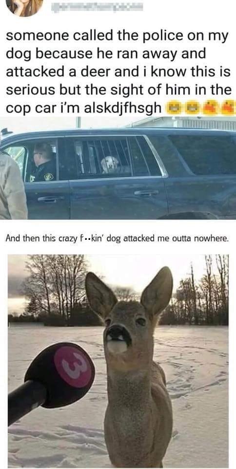 Dog Attacks Deer.jpg