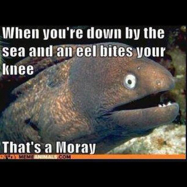 Moray Humor.jpg