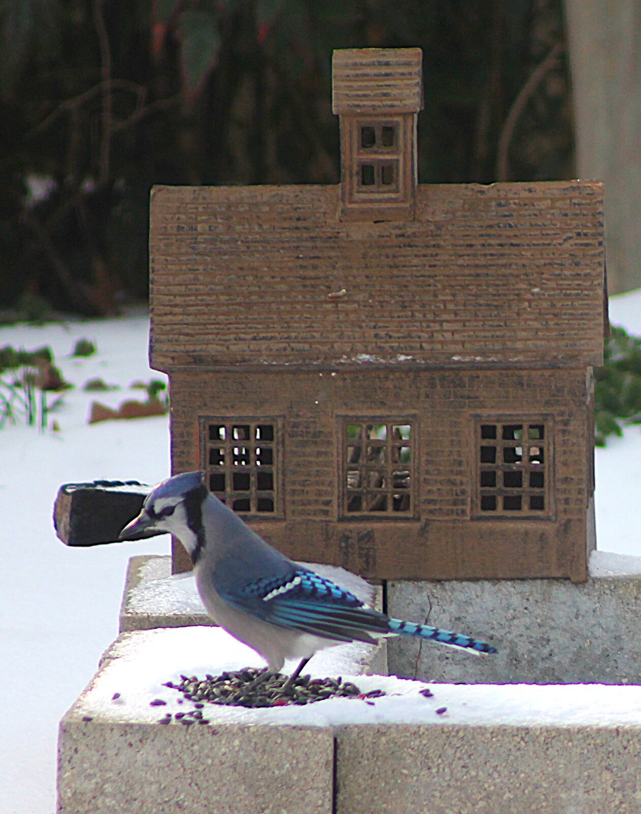 IMG_4377.JPG