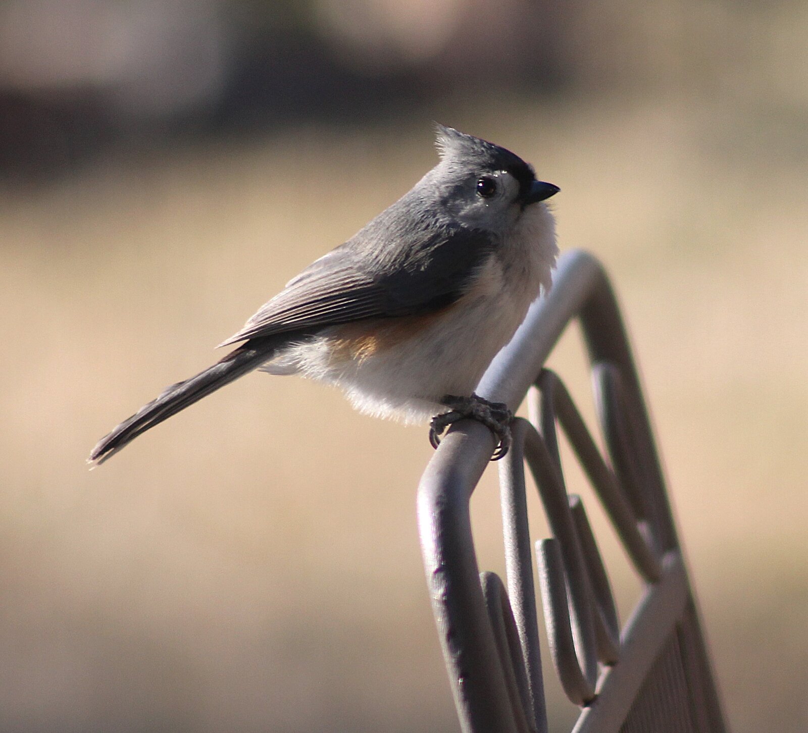 Tufted Titmouse.JPG
