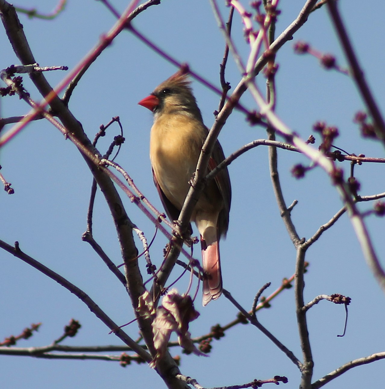 Northern Cardinal.JPG