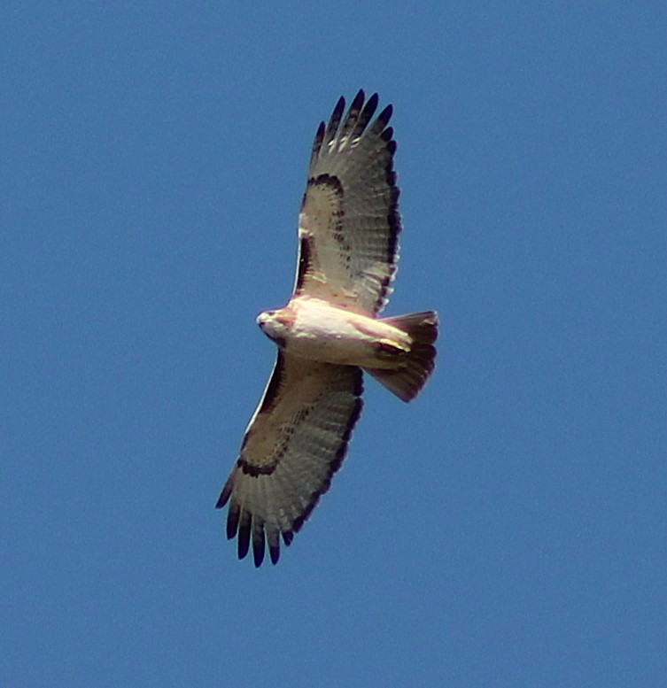 Red Tailed Hawk.JPG