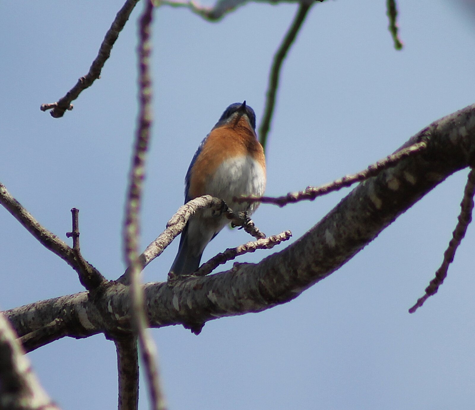 Eastern Bluebird (2).JPG