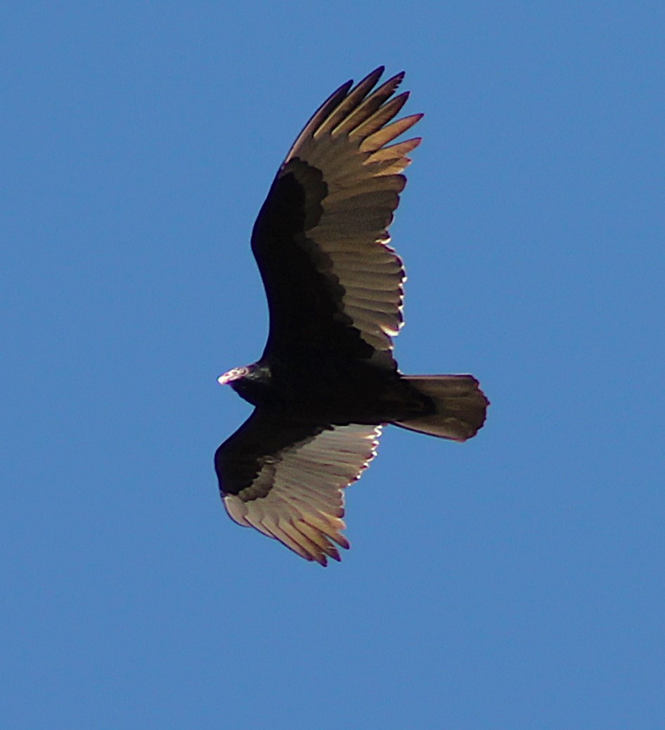 Turkey Vulture.JPG