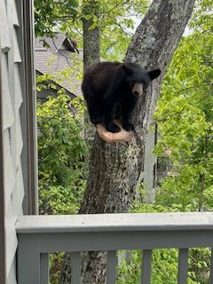 IMG_1061.jpeg