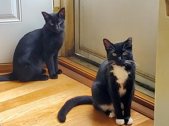 Lucy_Izzy_Judging.jpg