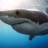 WtShark