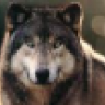 Texaslobo