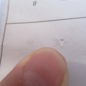 IMG_1636.JPG